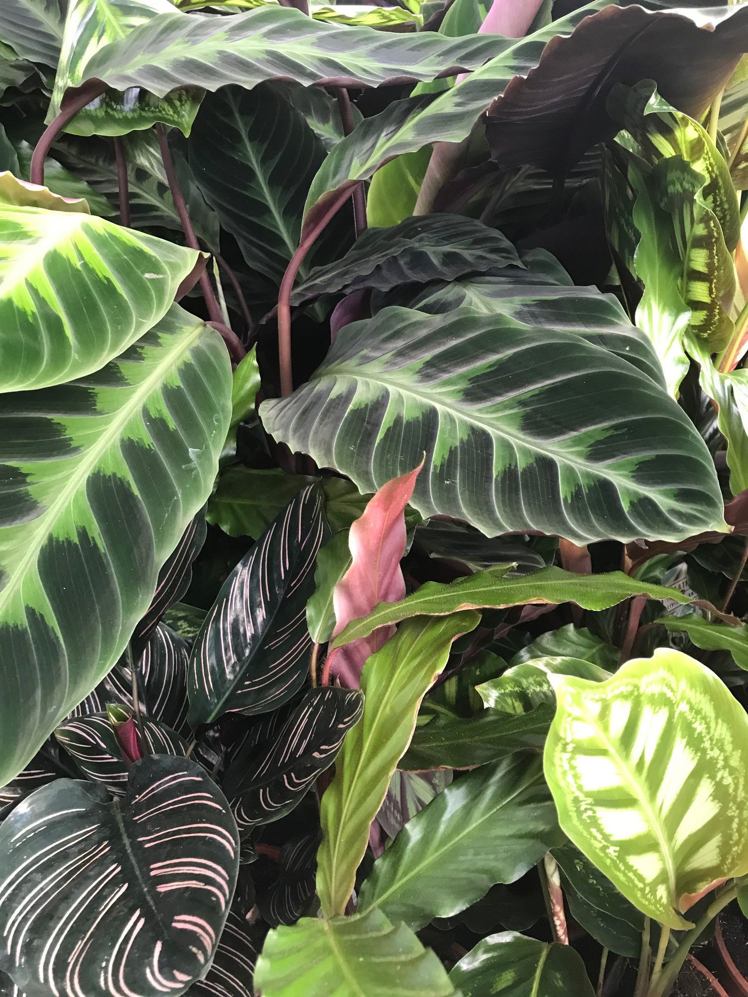 Calathea & Goeppertia