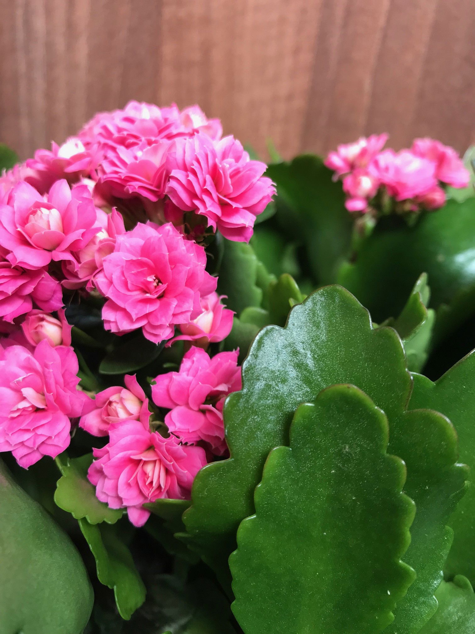 Flaming Katie - Kalanchoe Blossfeldiana