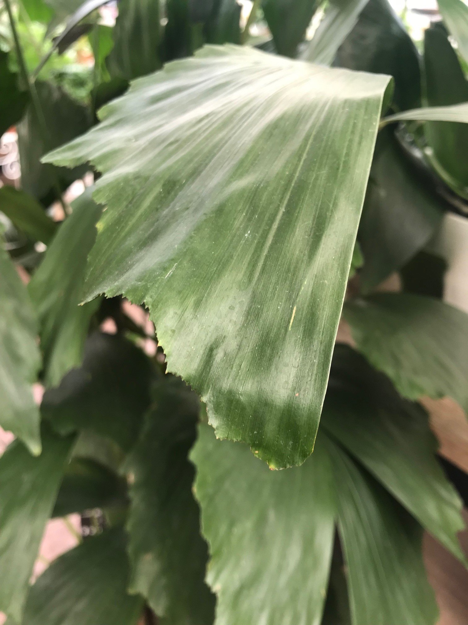 fishtail palm leaves