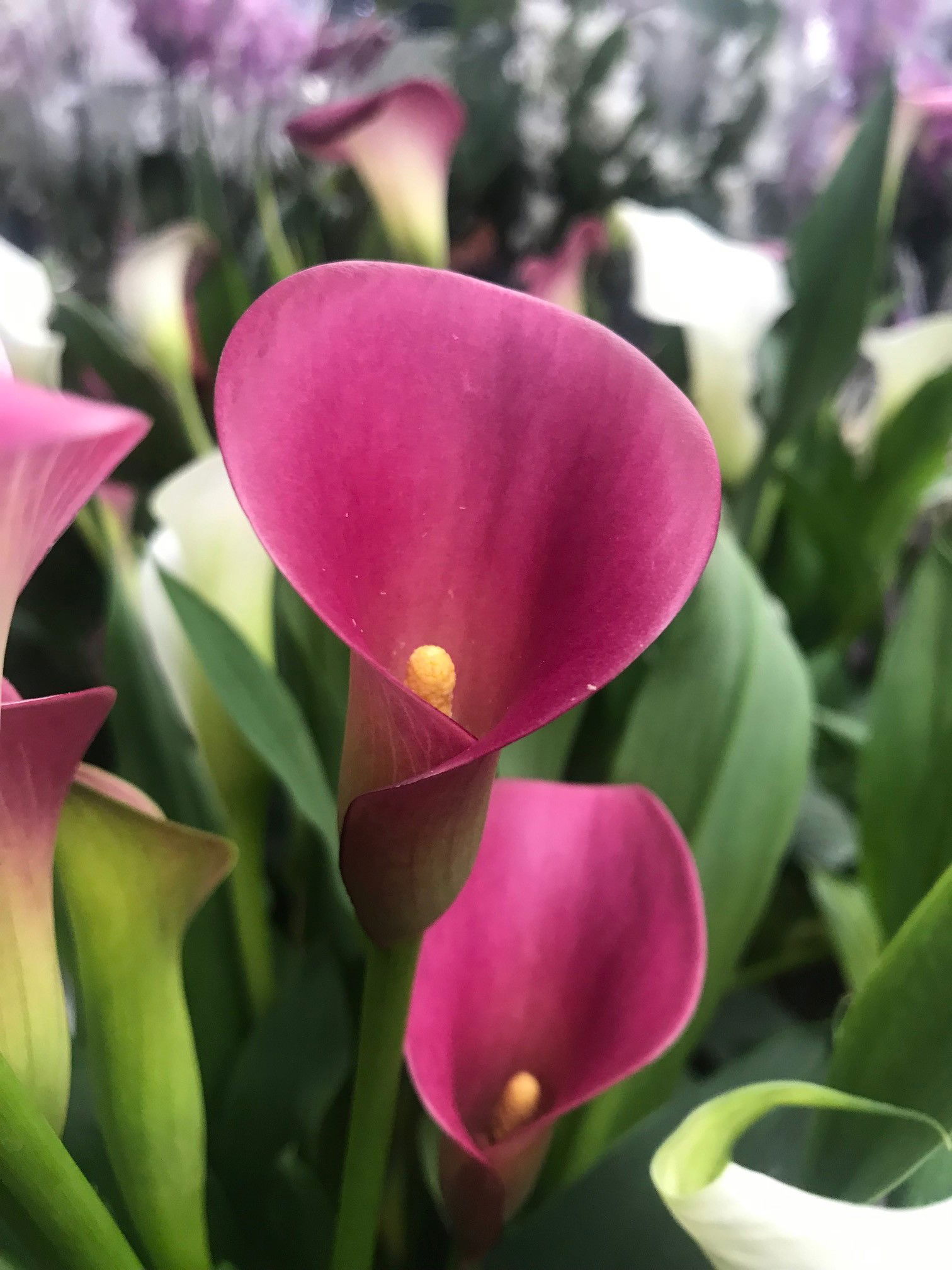 Calla Lily - Zantedeschia