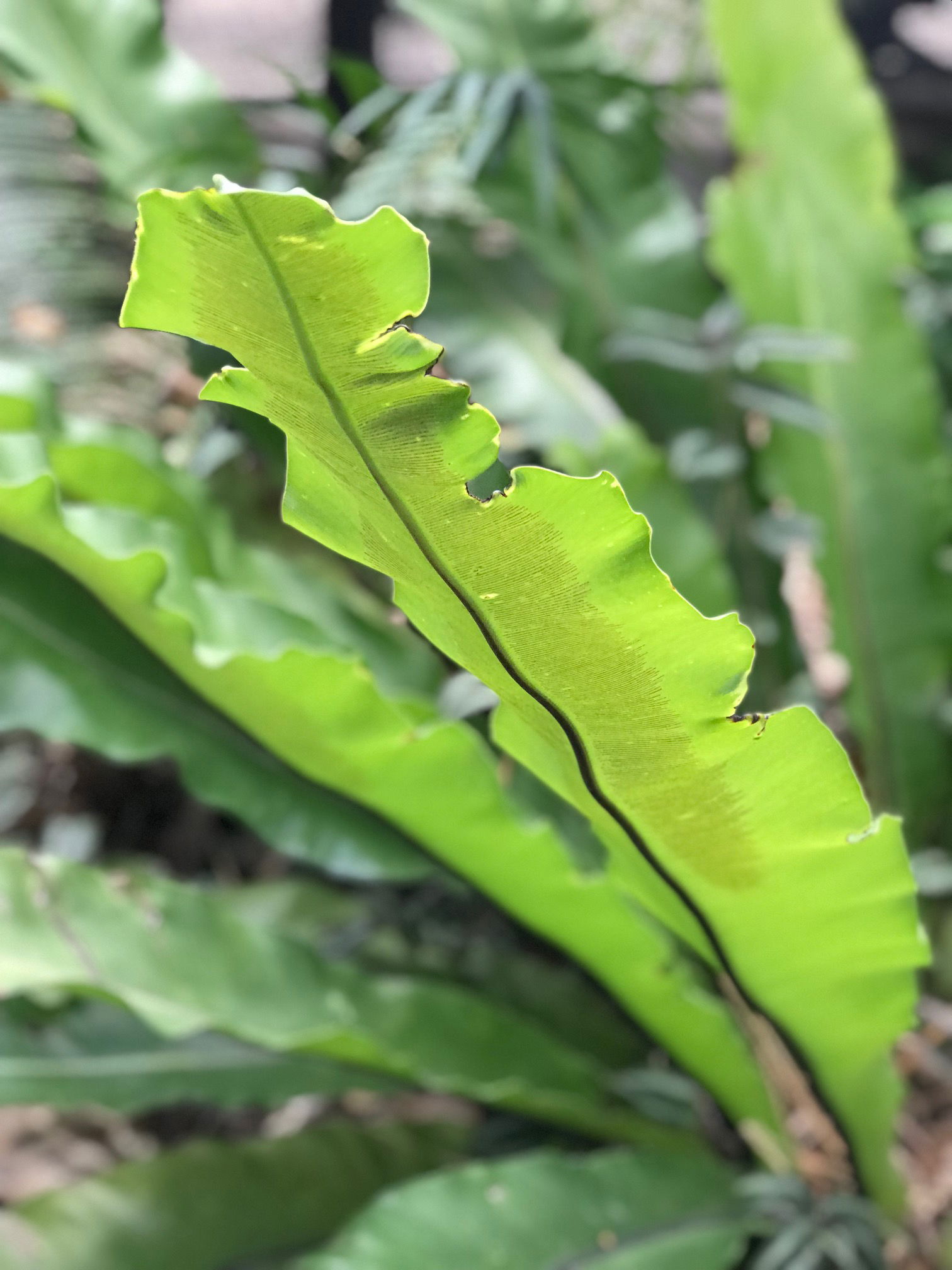 Bird's Nest Fern Crown Rot