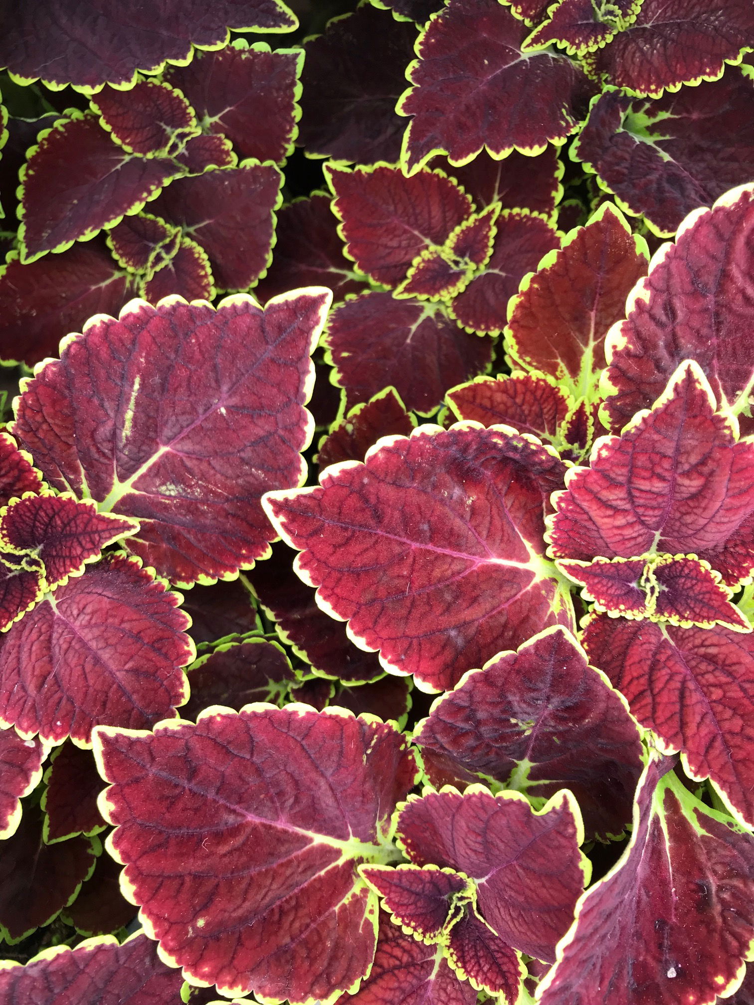 Coleus, Plectranthus & Solenostemon