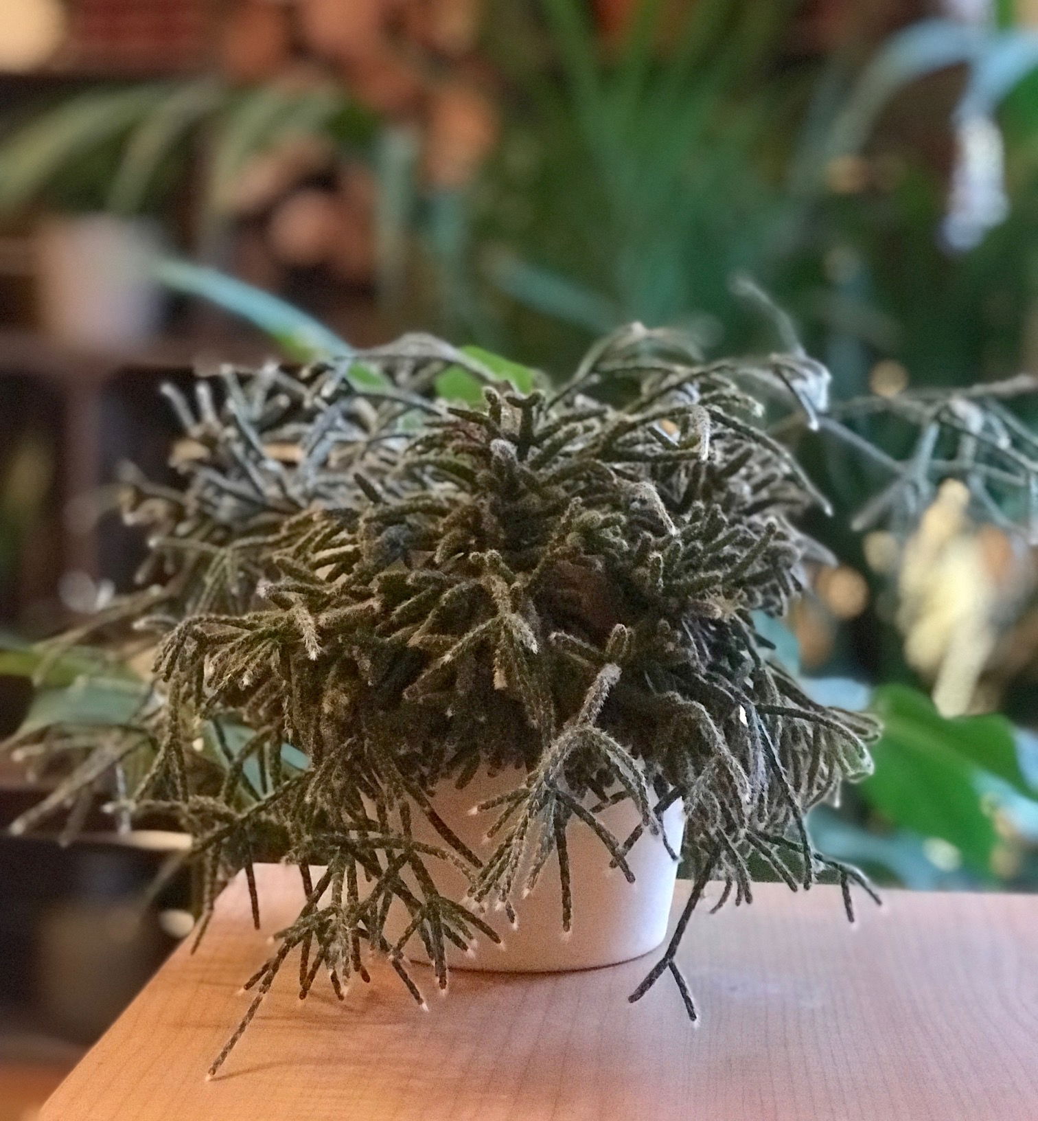 Rhipsalis - Hatiora/Mistletoe Cacti
