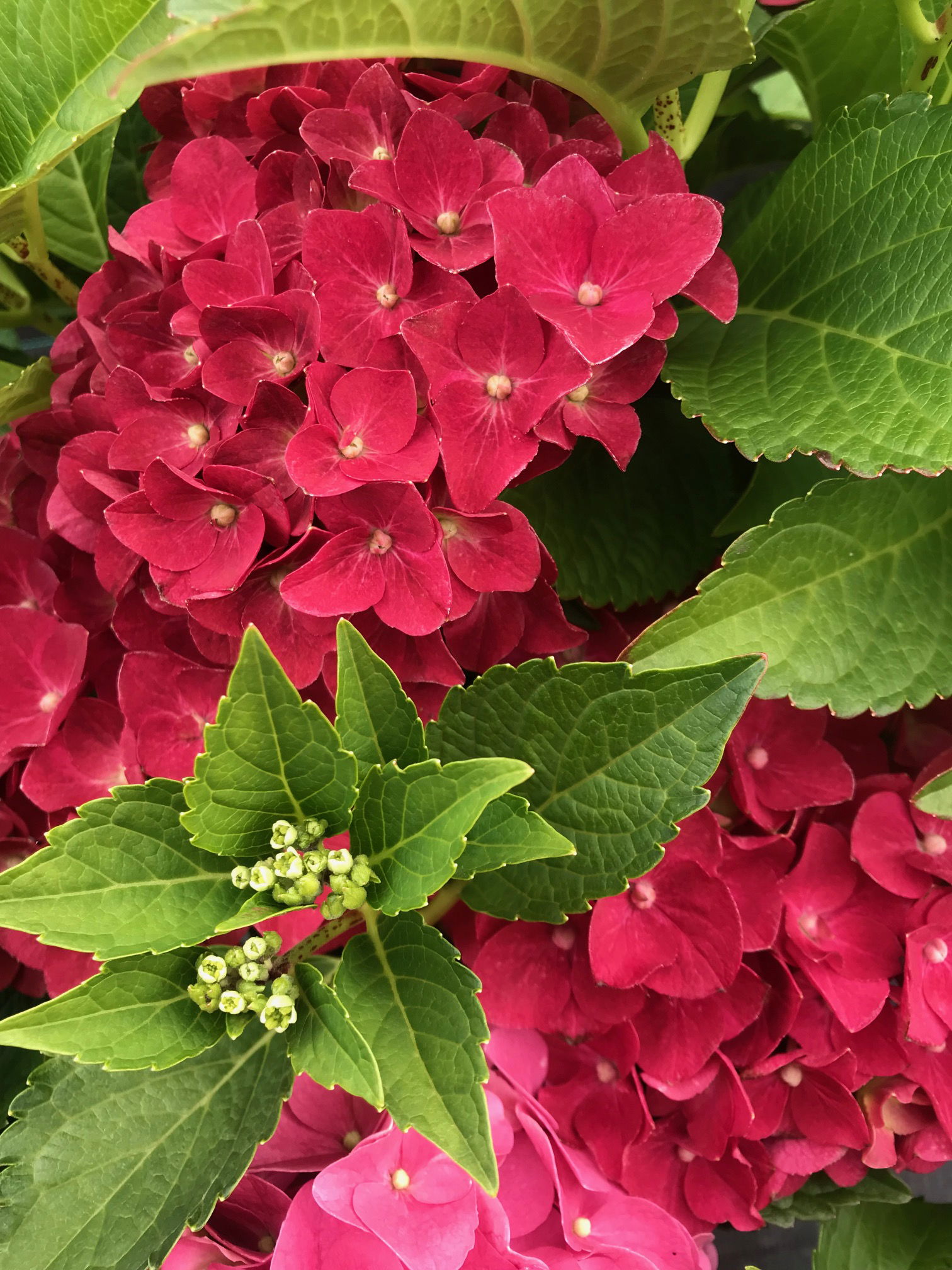 Indoor hydrangea deals