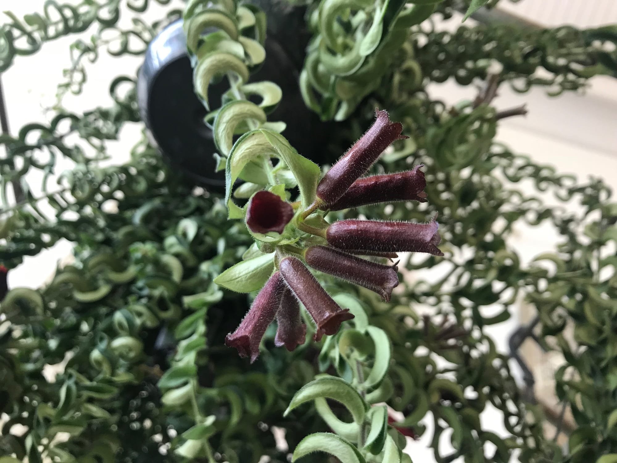 How to Grow and Care for a Twisted Lipstick Plant