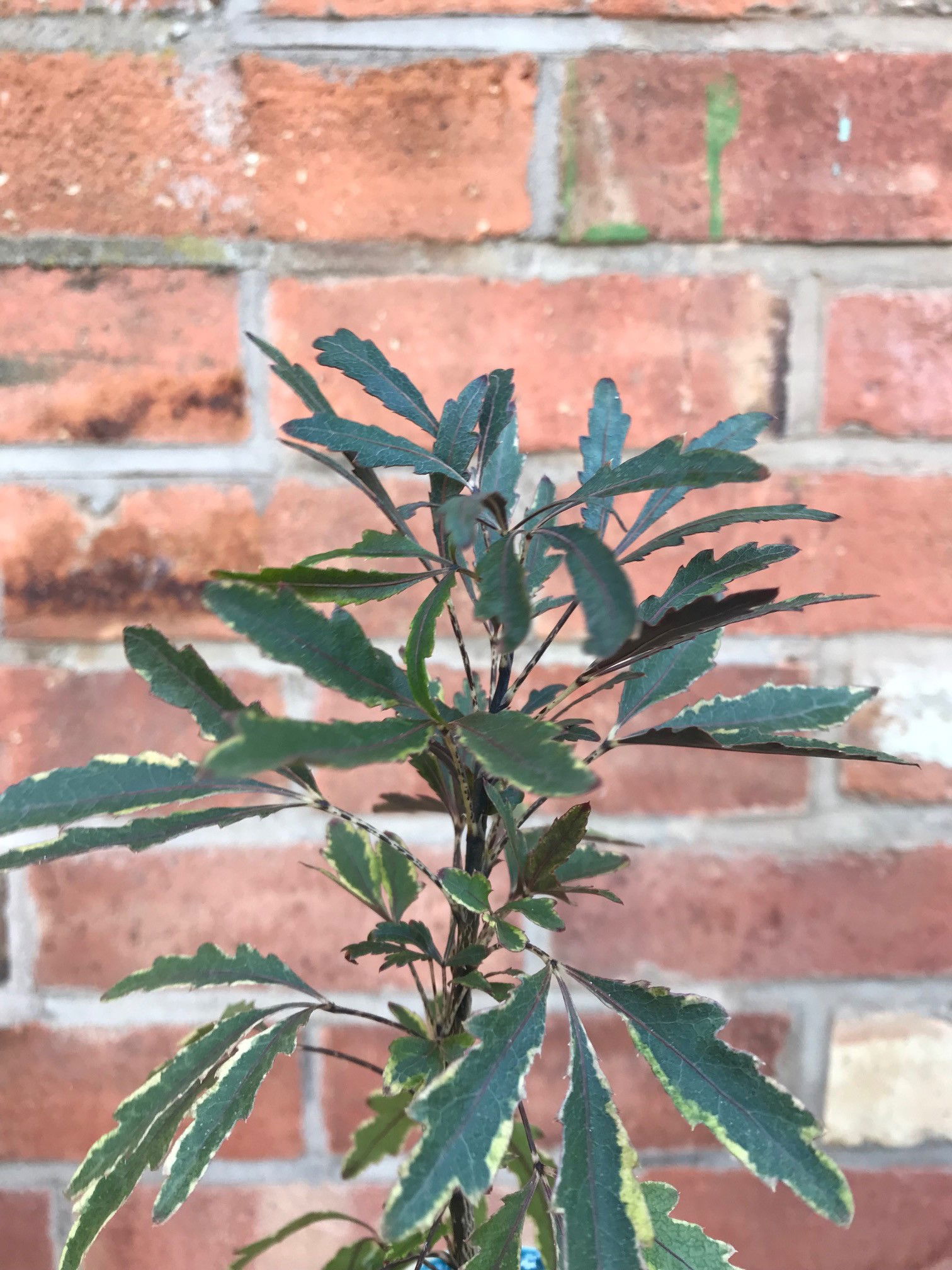 Exotenherz - doigt aralia - vert - dizygotheca elegantissima