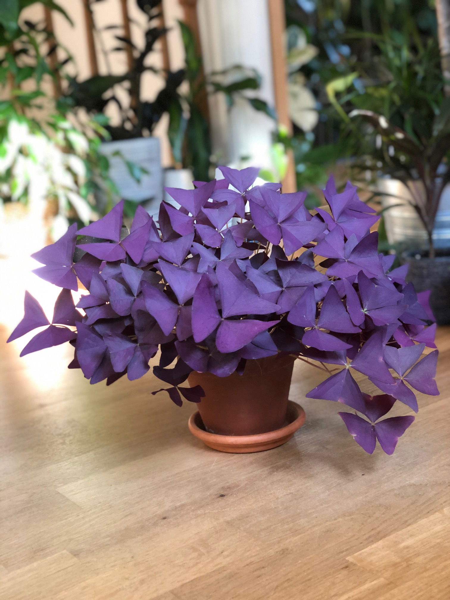 purple shamrock blooms