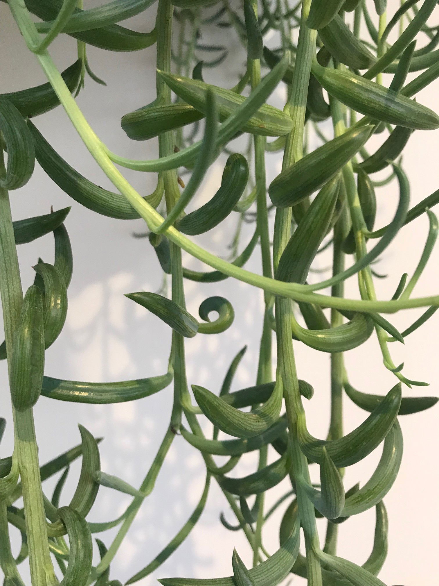 Ultimate Guide: How to Care for String Of Bananas 