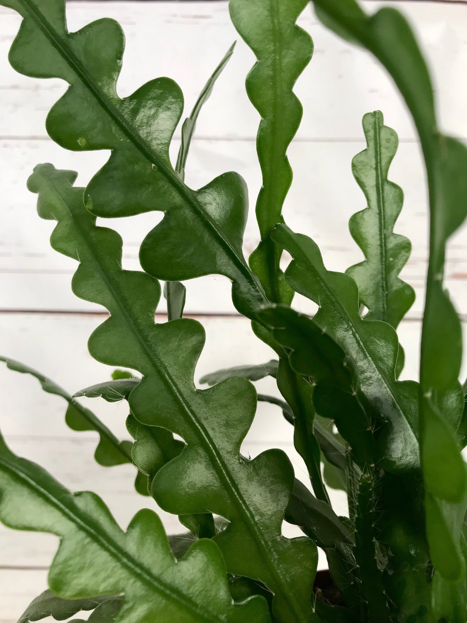 Our ULTIMATE Guide to Fishtail Cacti