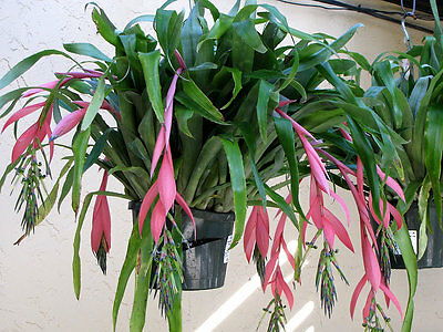 Billbergia (Helicodea)