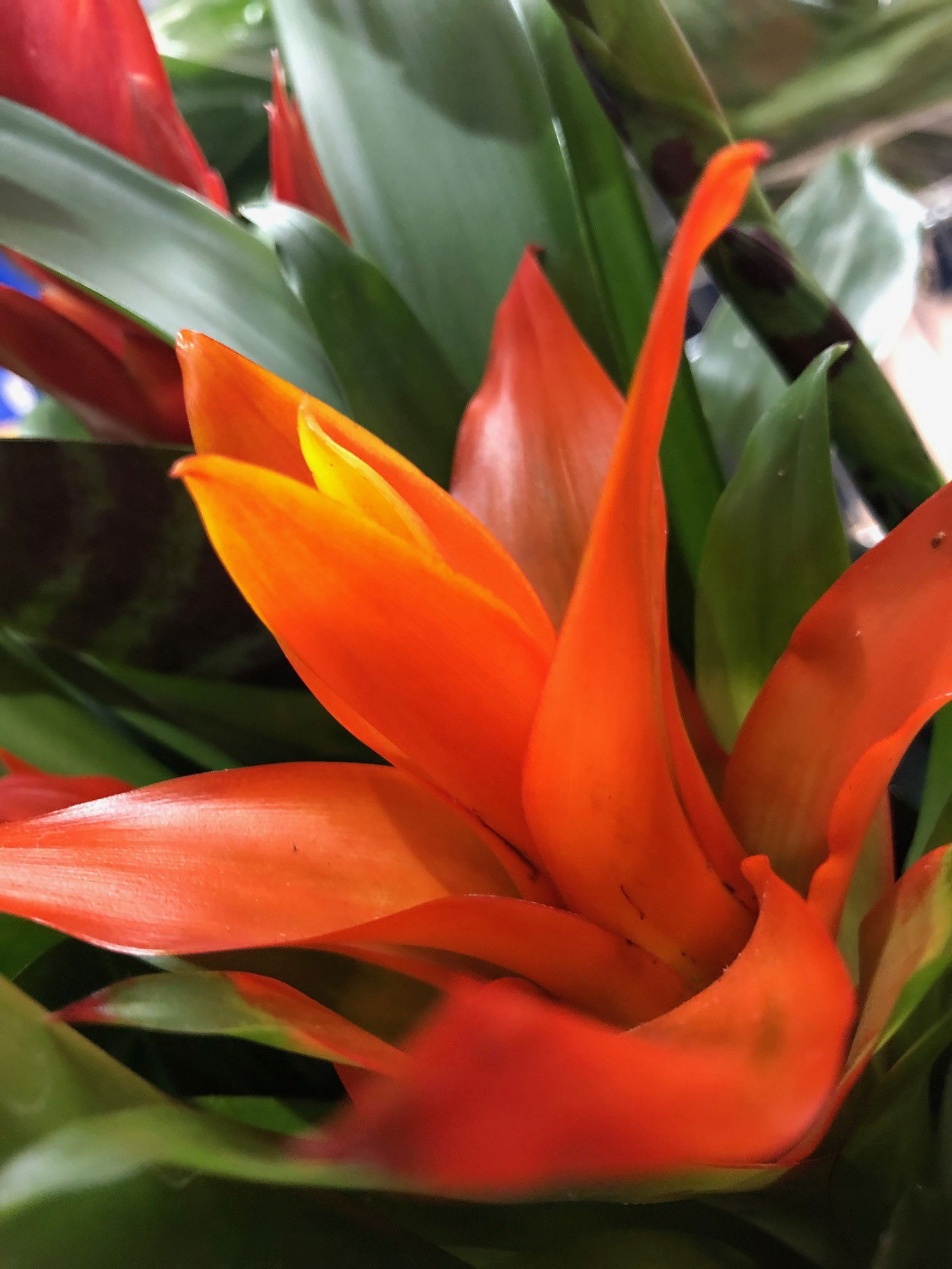 Guzmania & Bromelia