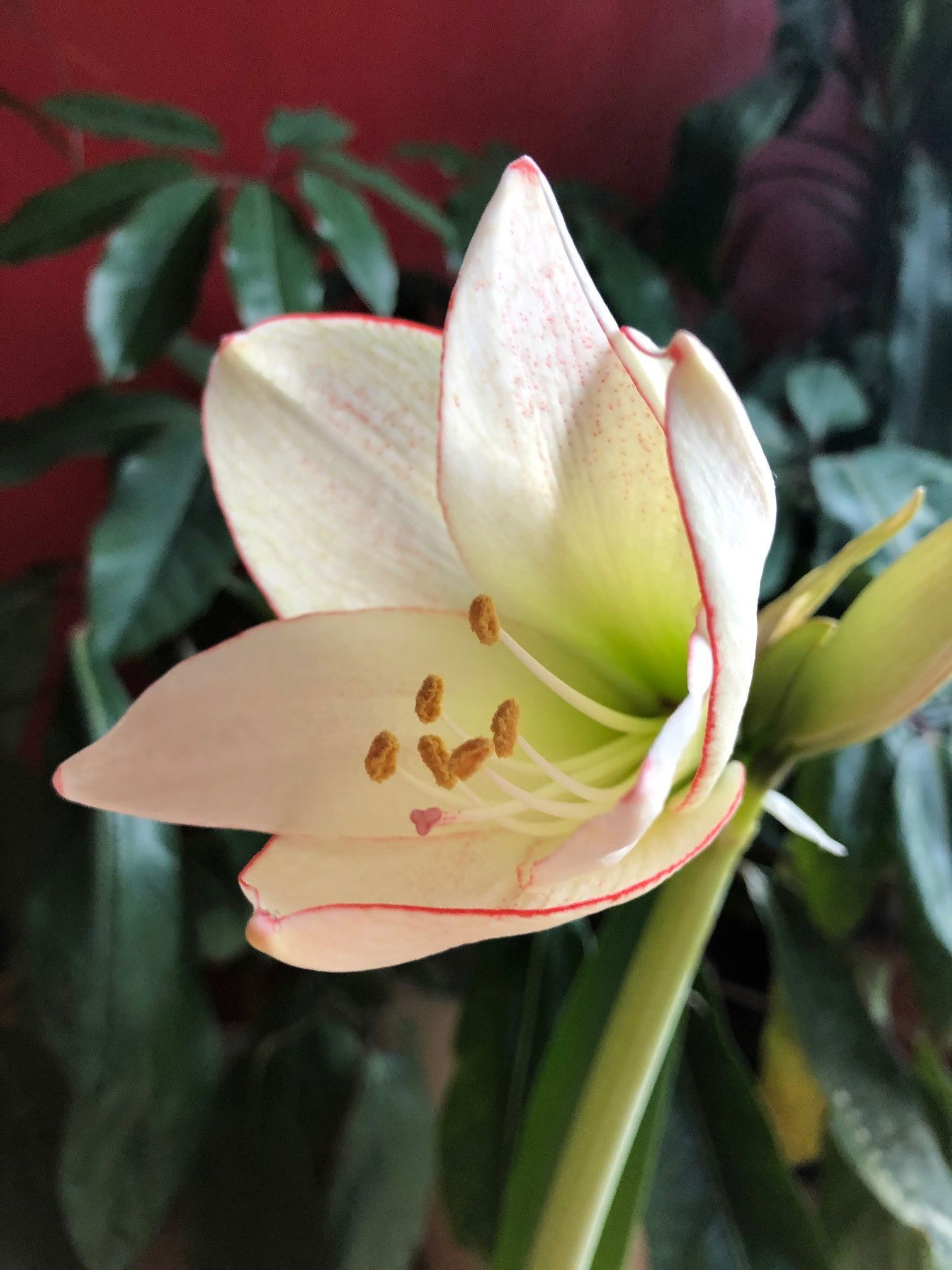 The COMPLETE Guide to Amaryllis & Its Dormancy Care