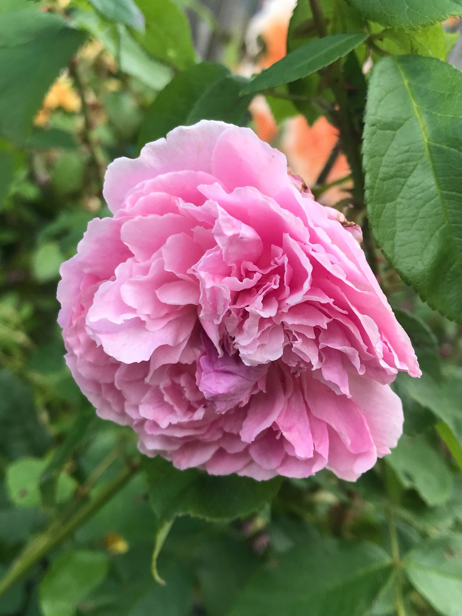 Indoor Roses