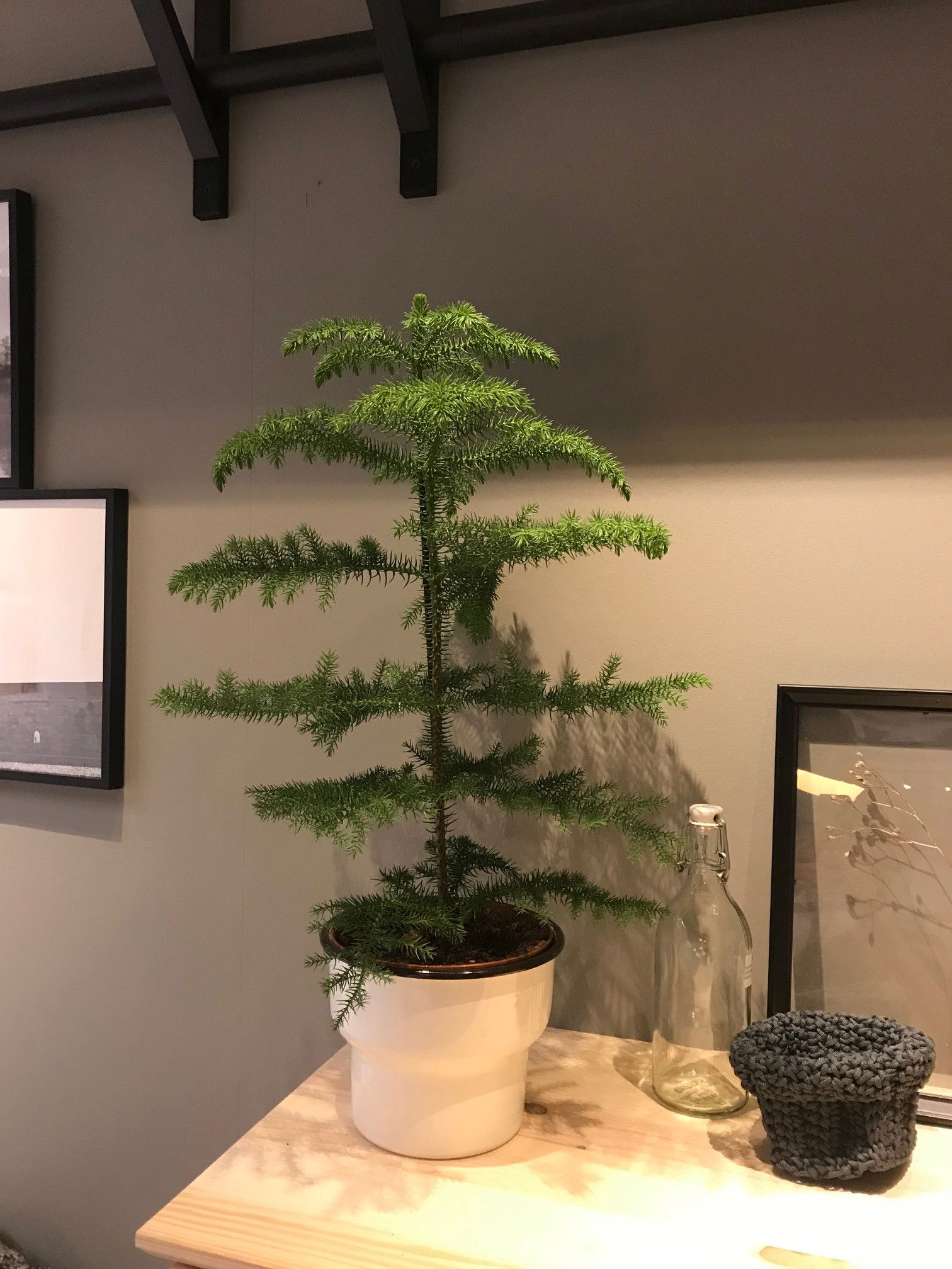 Plastic Pine Trees -  UK