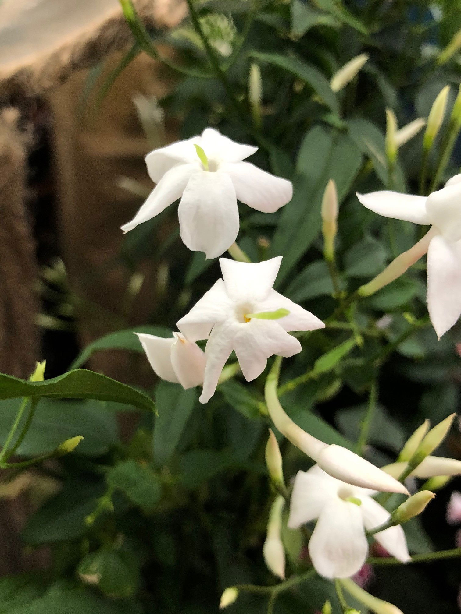 Jasmine Flowers and New Growth