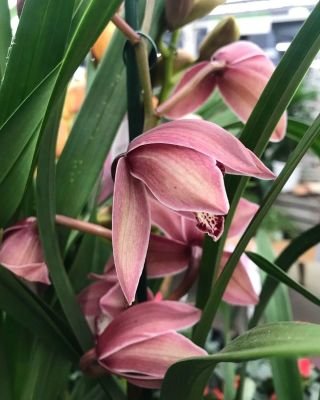 Cymbidiums - Boat Orchids