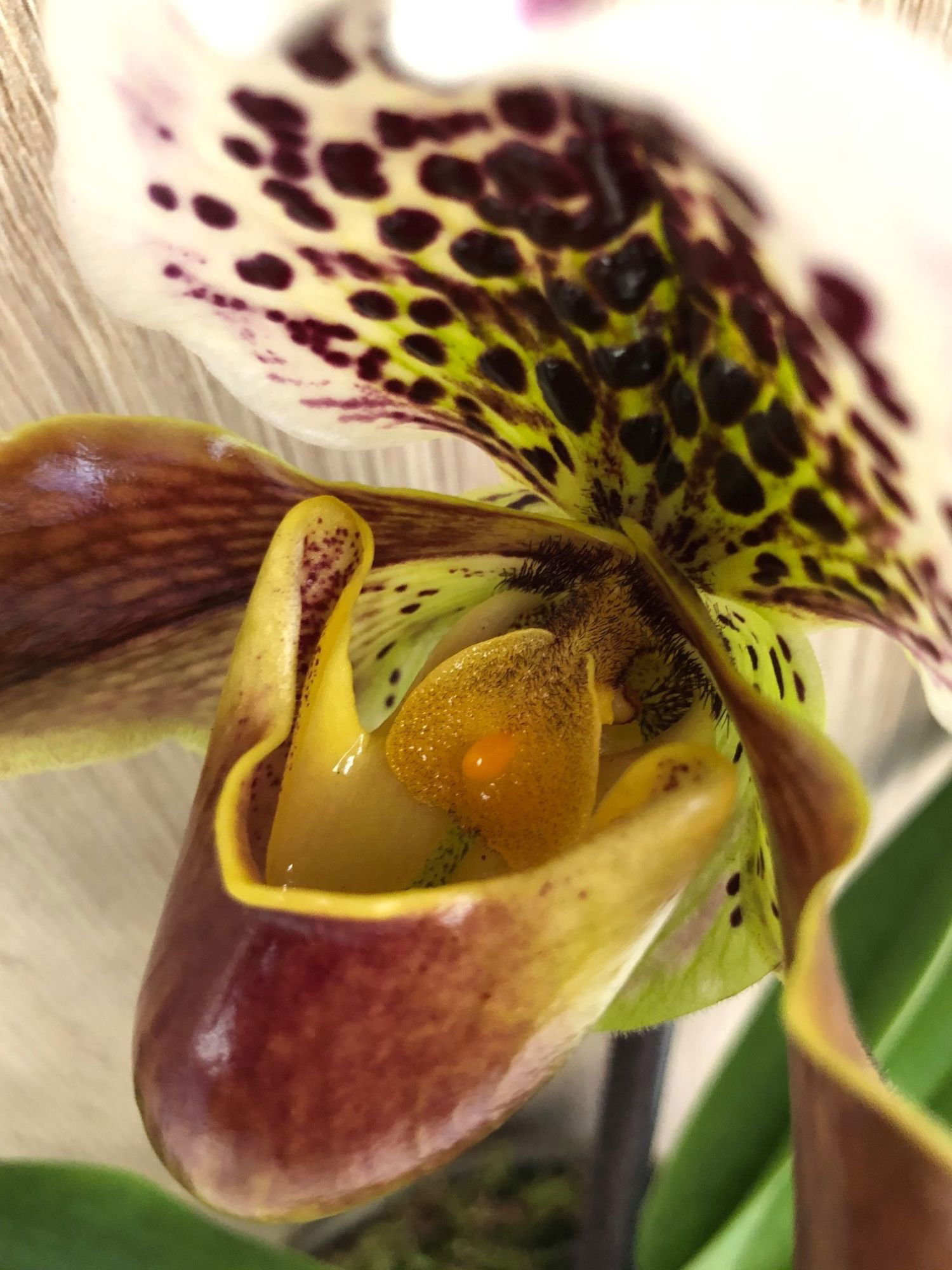 Yellow hot sale slipper orchid