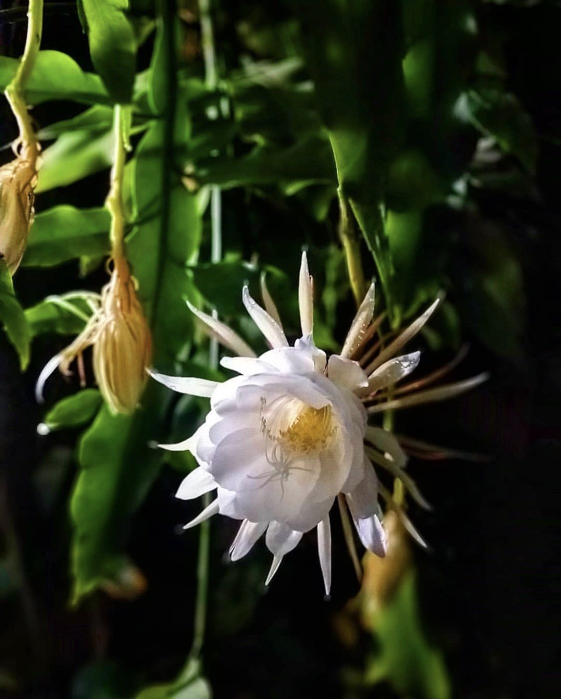 White Queen of The Night Orchid Cactus Epiphyllum Oxypetalum Healthy Cutting 