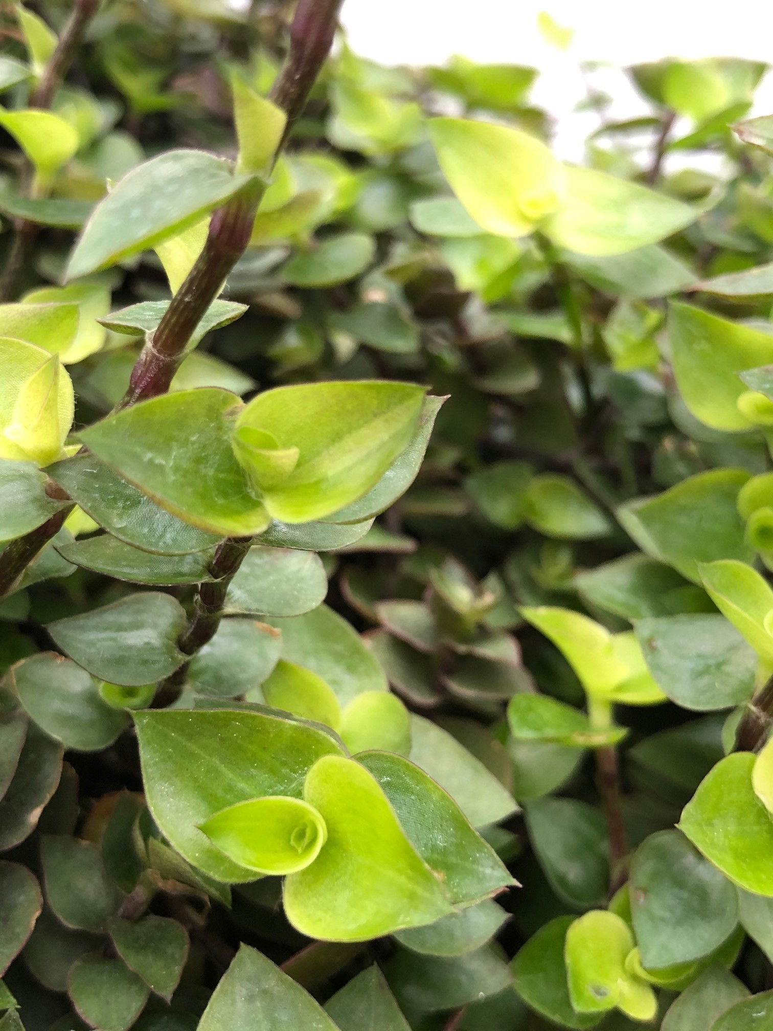 Callisia rampante, Callisia turtle, Liane tortue - Jardiland