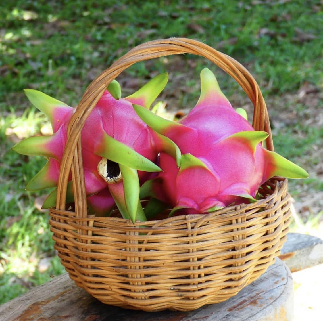 Dragon Fruit Plant Care: How to Grow Dragon Fruit (Pitaya)