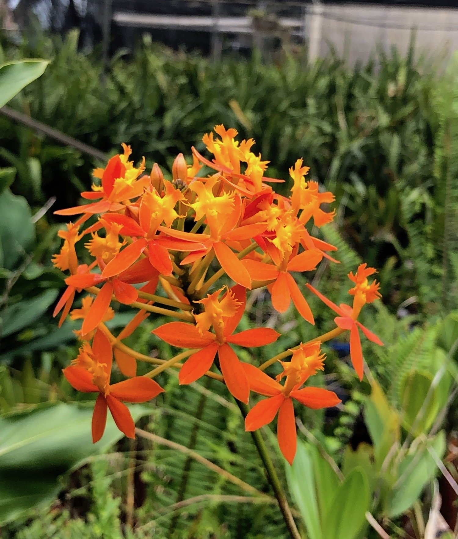 Epidendrums - Crucifix Orchids