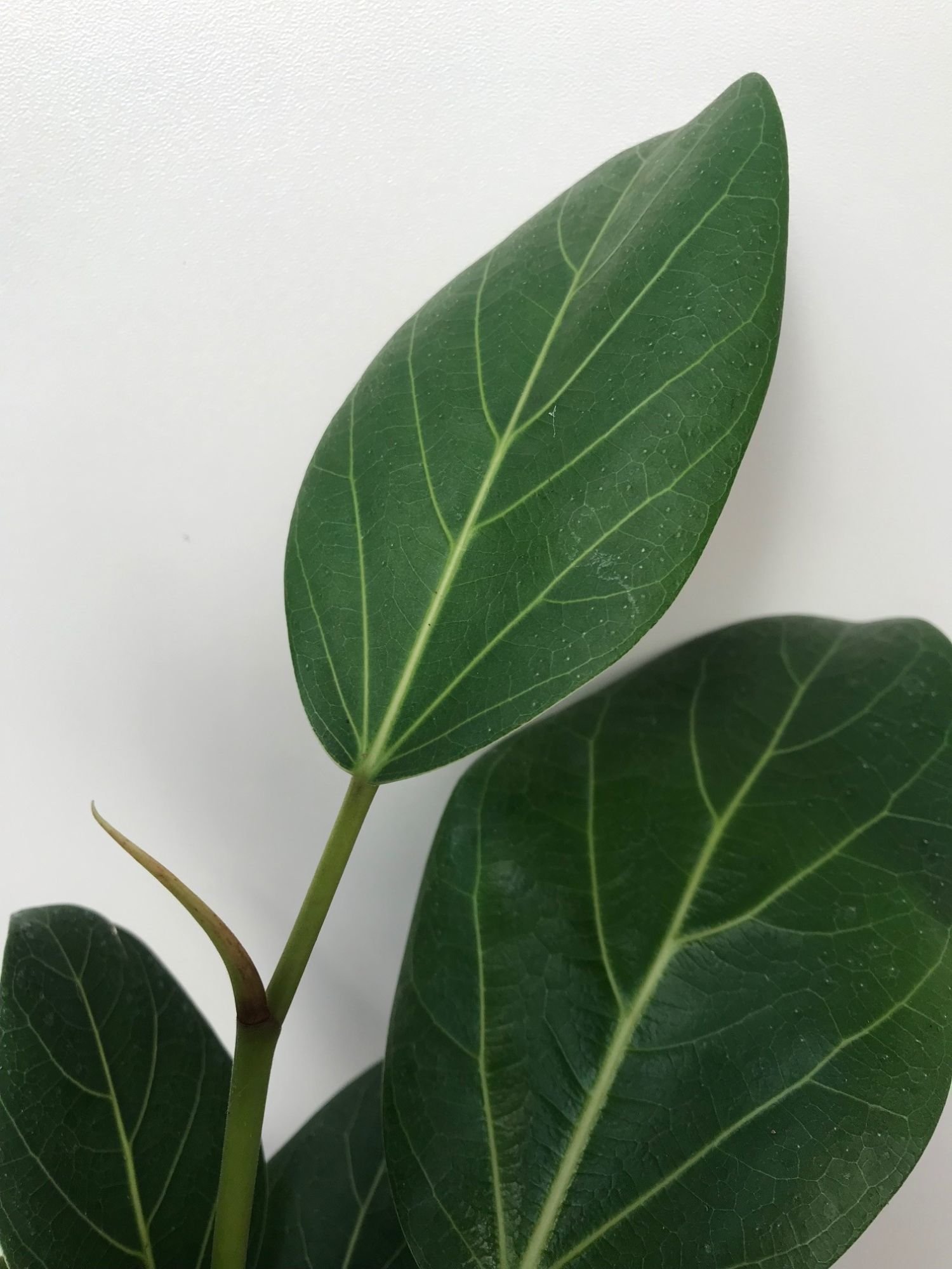 Ficus Audrey / Benghalensis