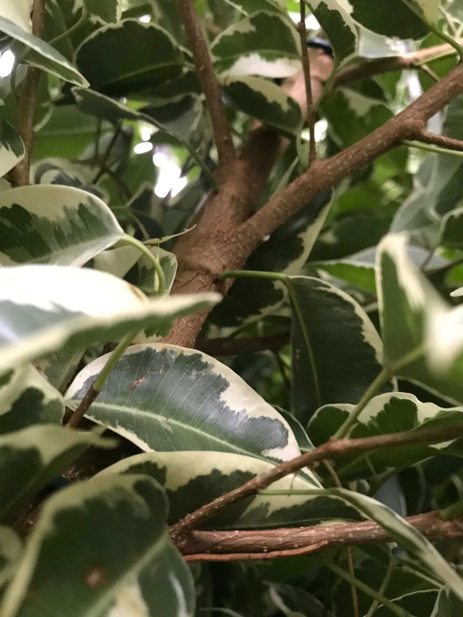 Weeping Figs - Ficus Benjamina