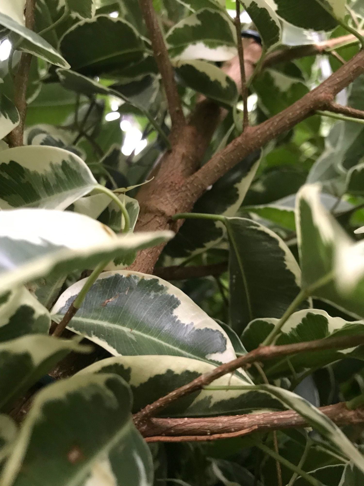 Growing Happy Weeping Figs Ficus Benjamina