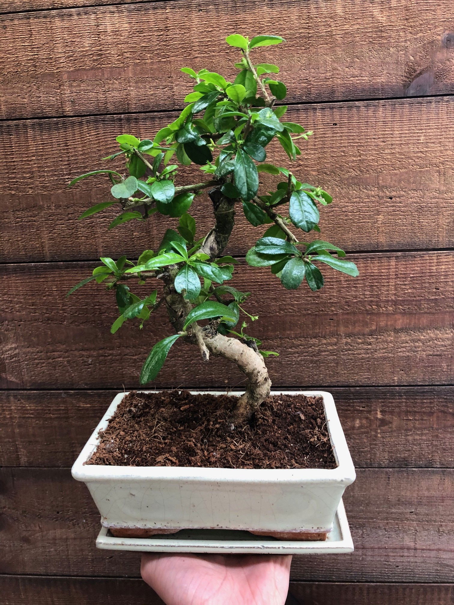 Indoor Bonsai Care