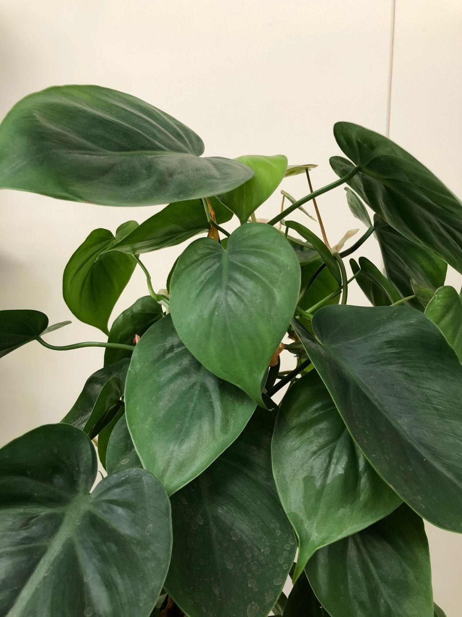 philodendron scandens & hederaceum - heartleaf philodendrons