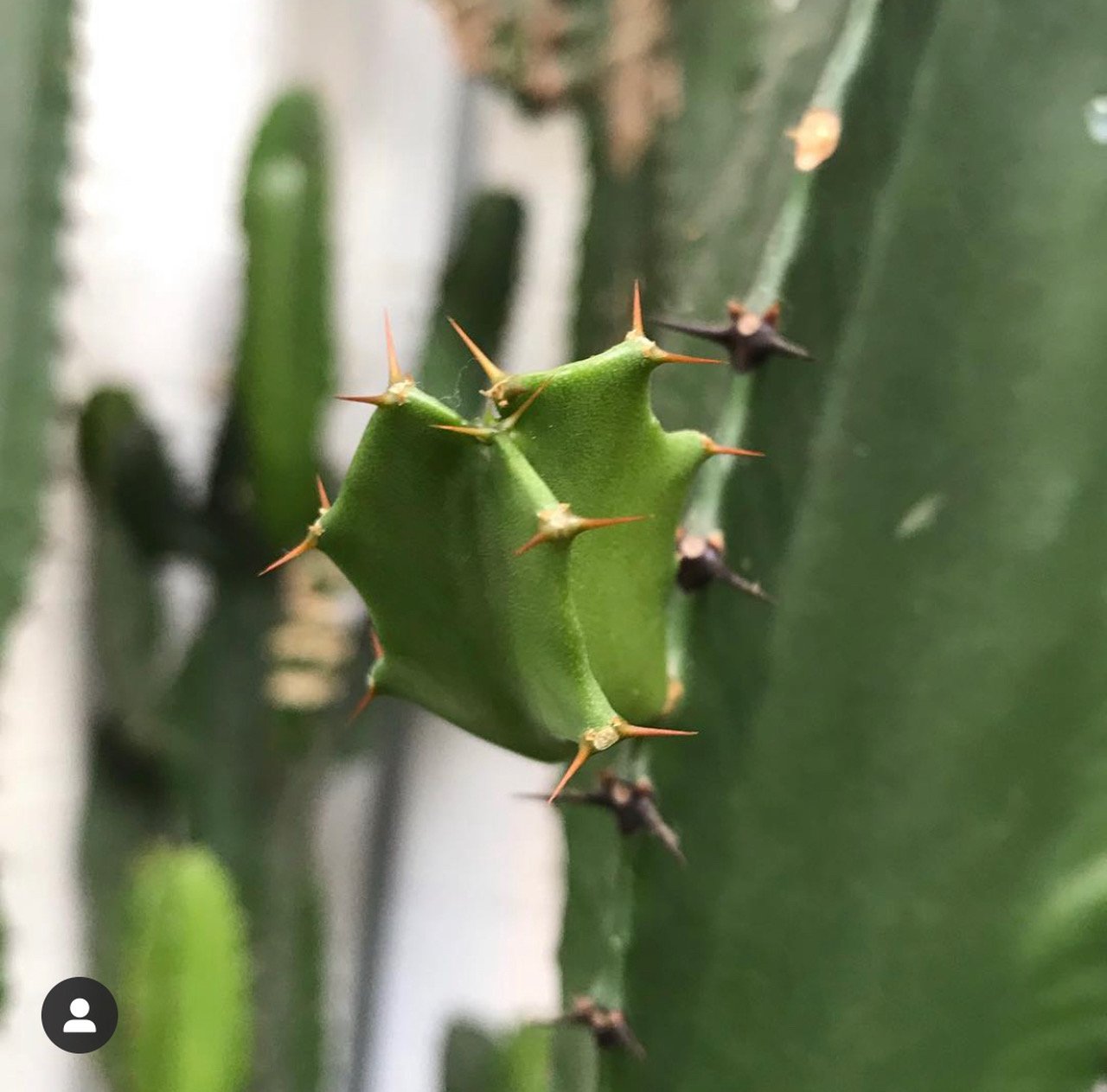 Euphorbia (All Species)