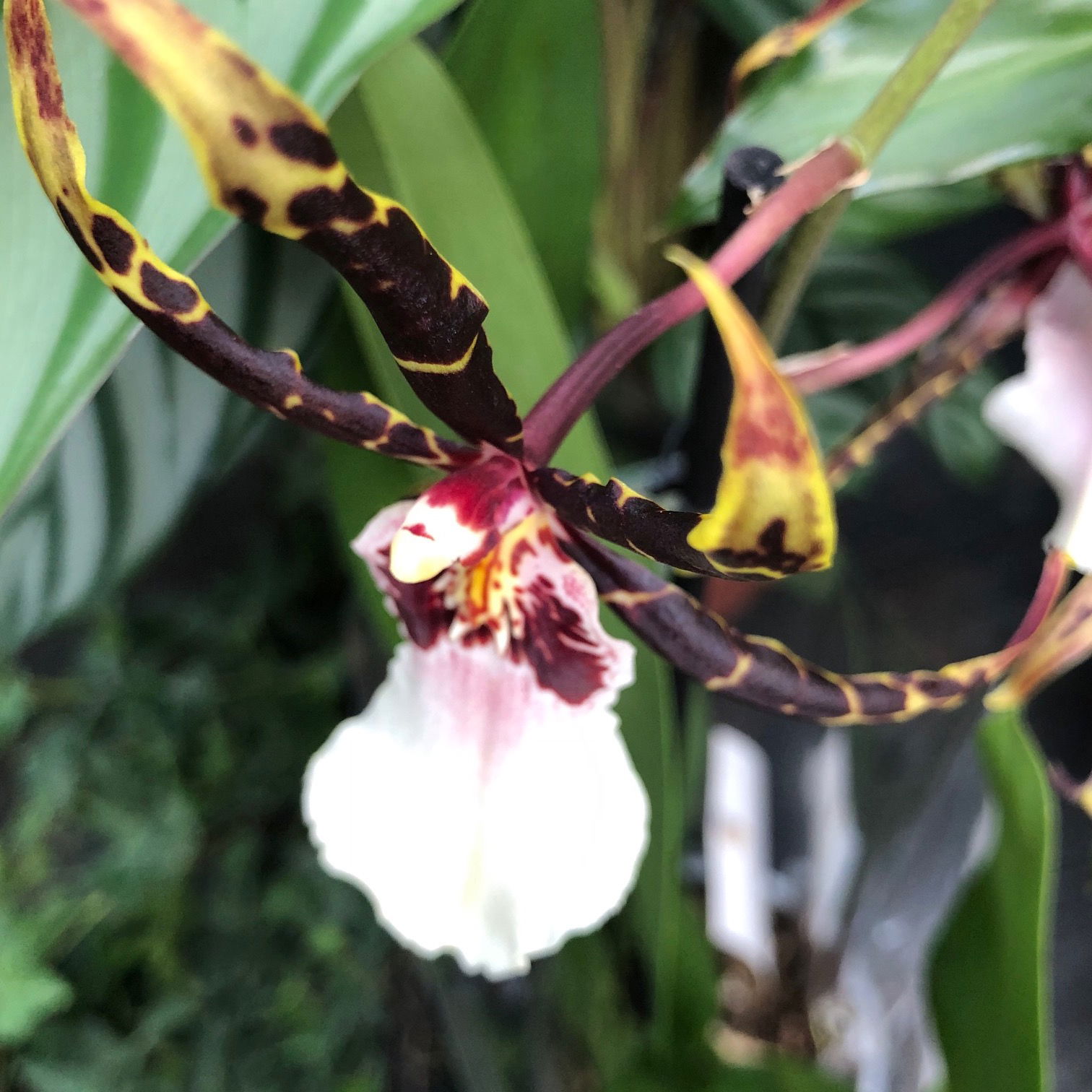 Brassia - Spider Orchids
