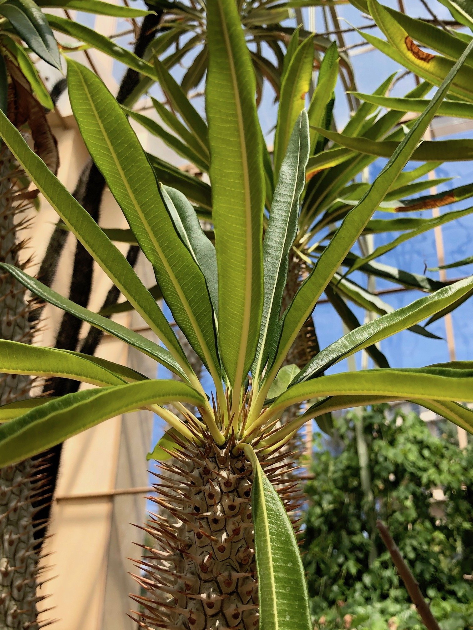 Pachypodium Lamerei - Madagascan Palms