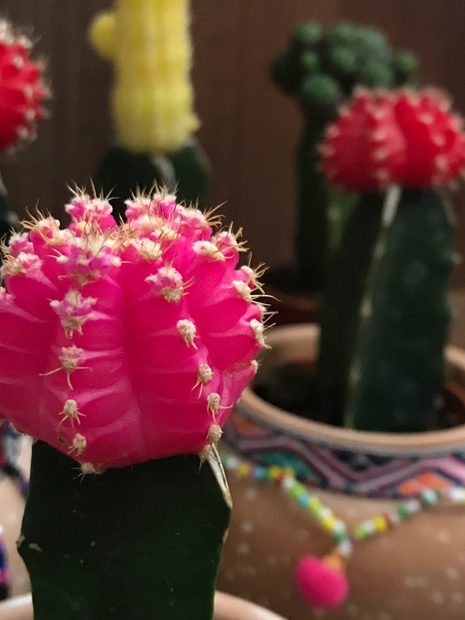 Moon Cacti - Ruby Ball Cacti