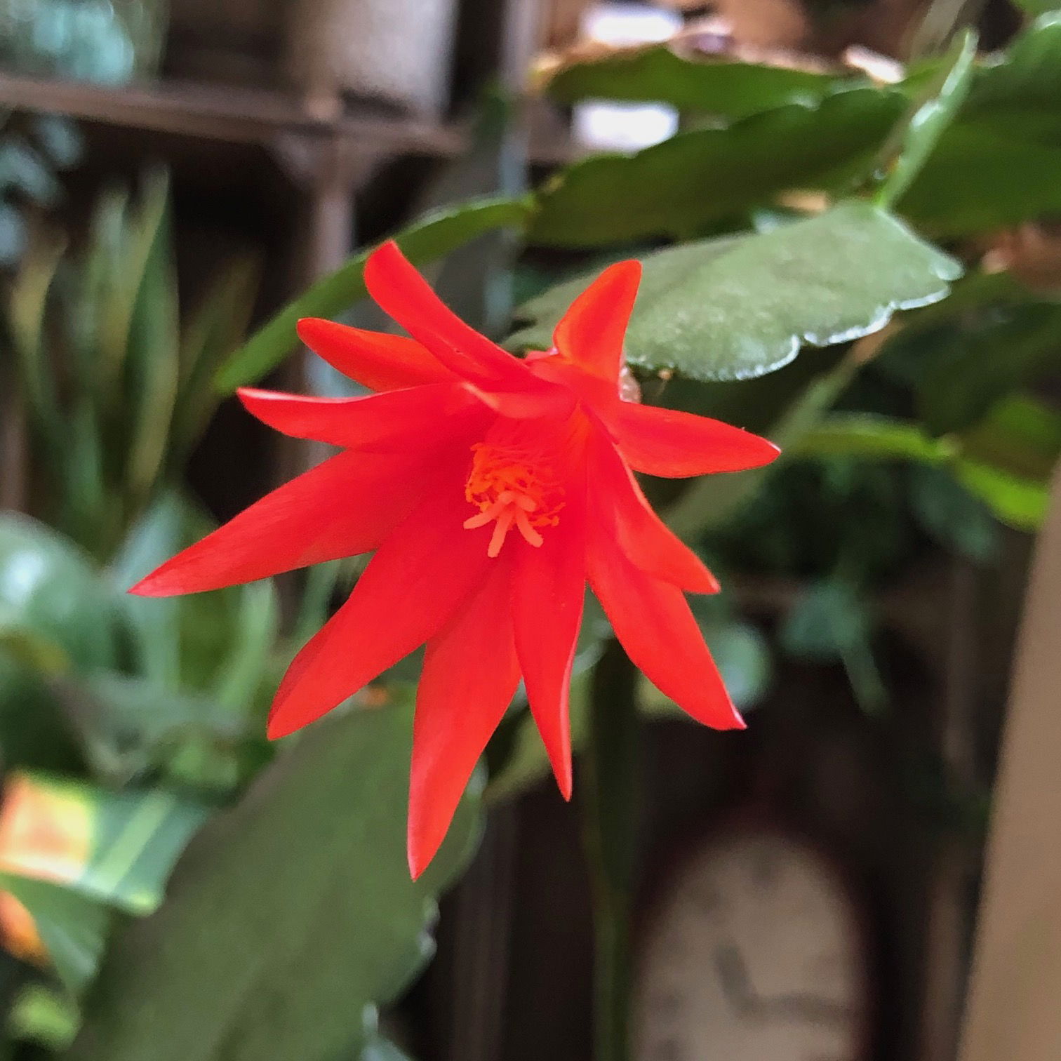 Easter Cacti - Schlumbergera Gaertneri