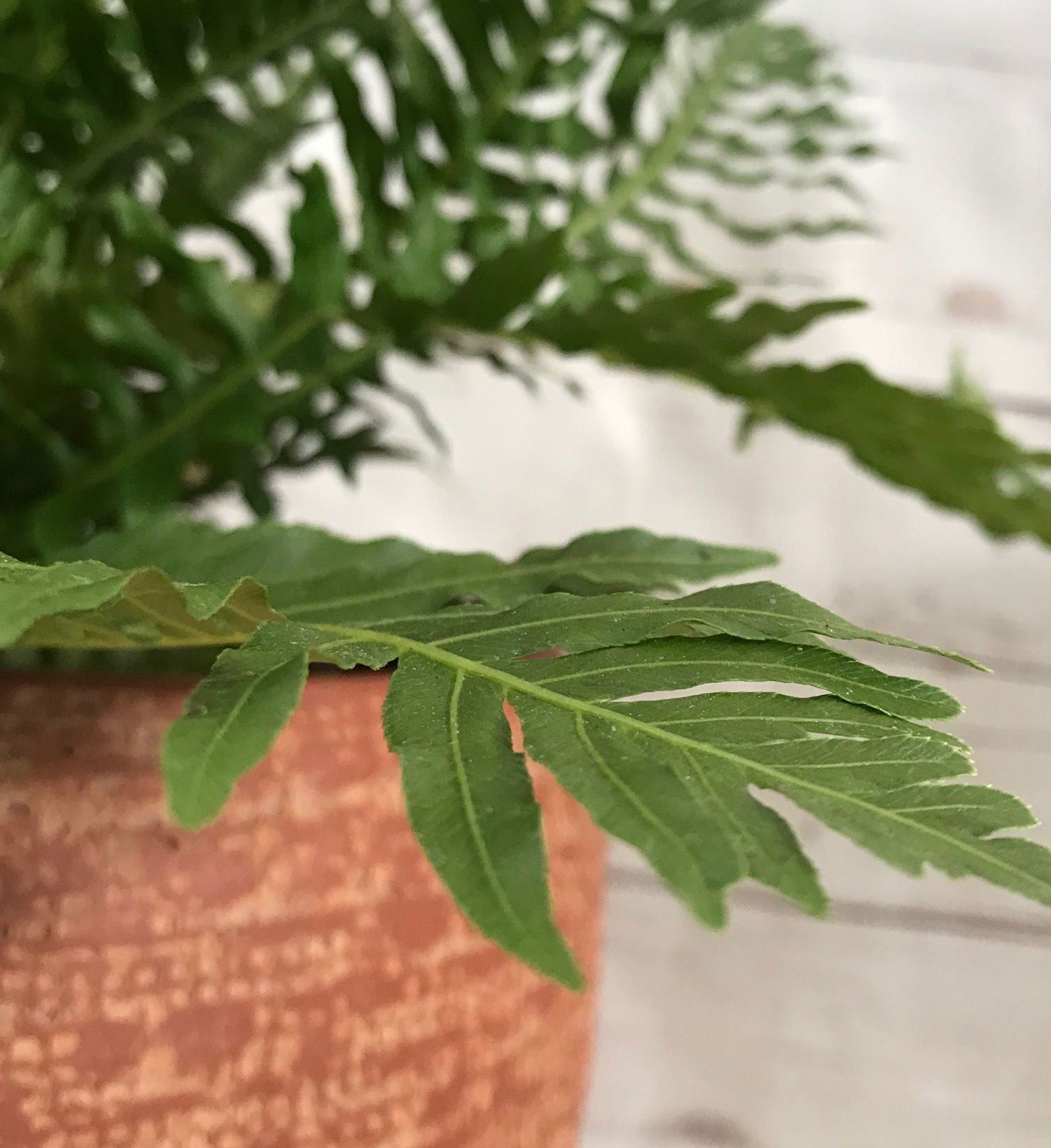 Blechnum 'Silver Lady' Ferns