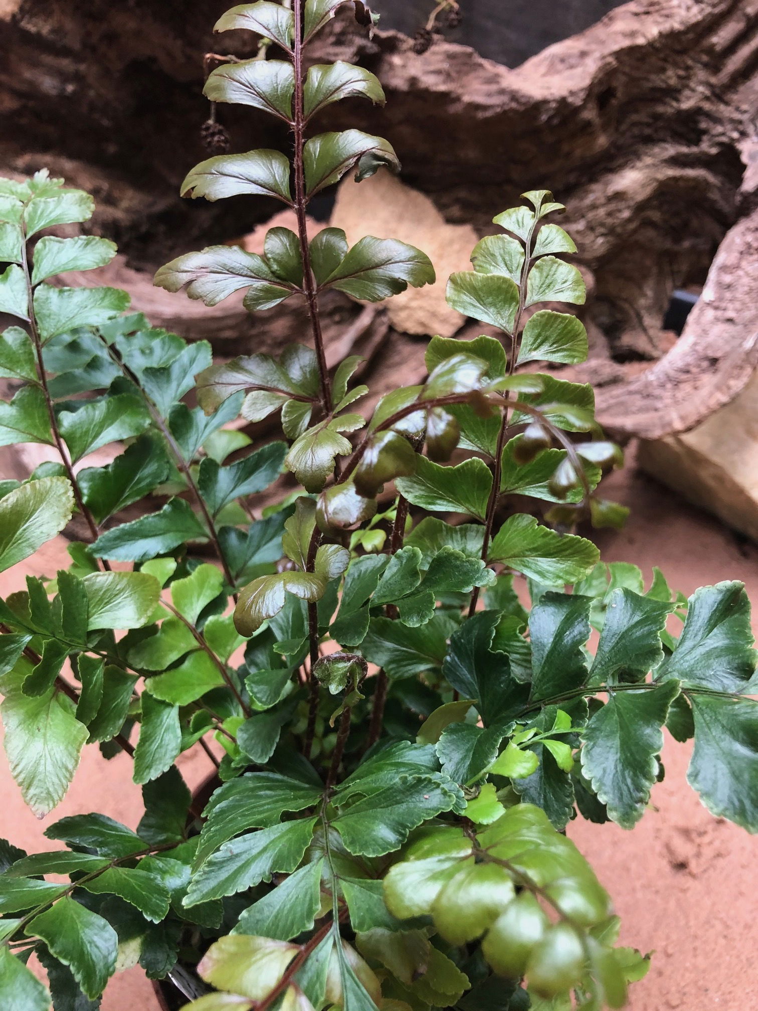 Didymochlaena Truncatula - Mahogany Maidenhair Ferns