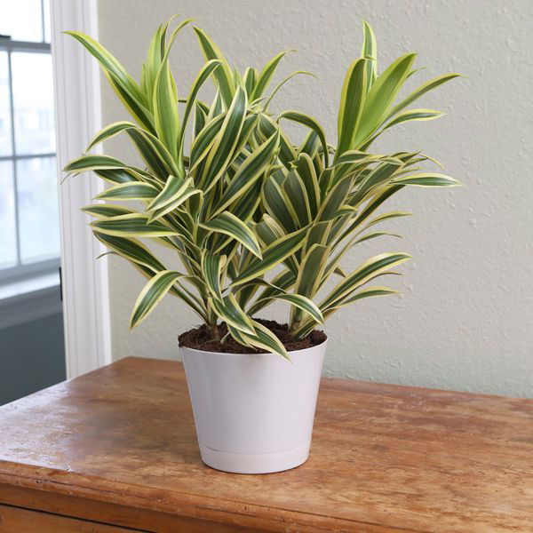 Song of India - Dracaena Reflexa