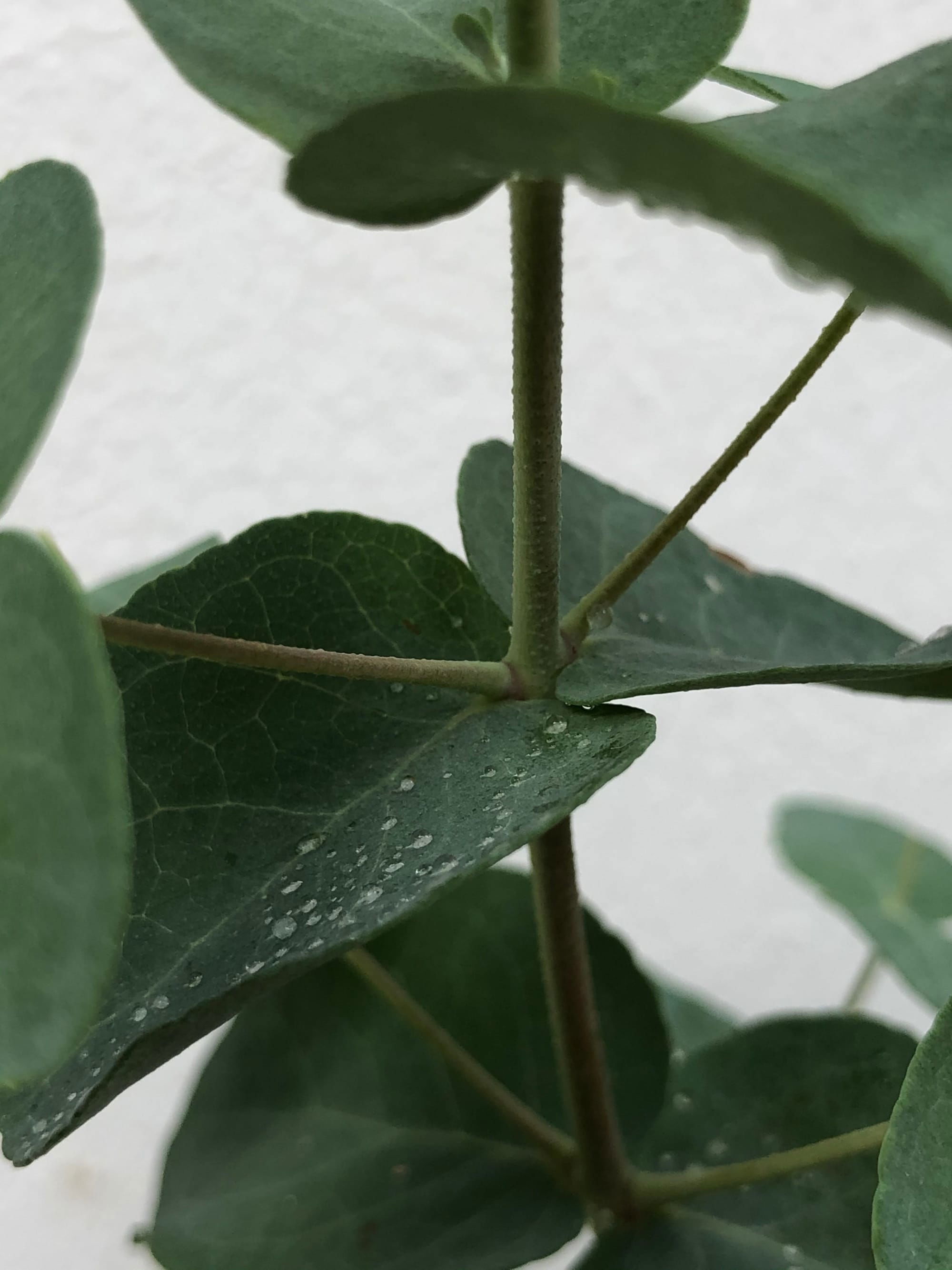 Common Eucalyptus Tree Problems: Eucalyptus Tree Diseases