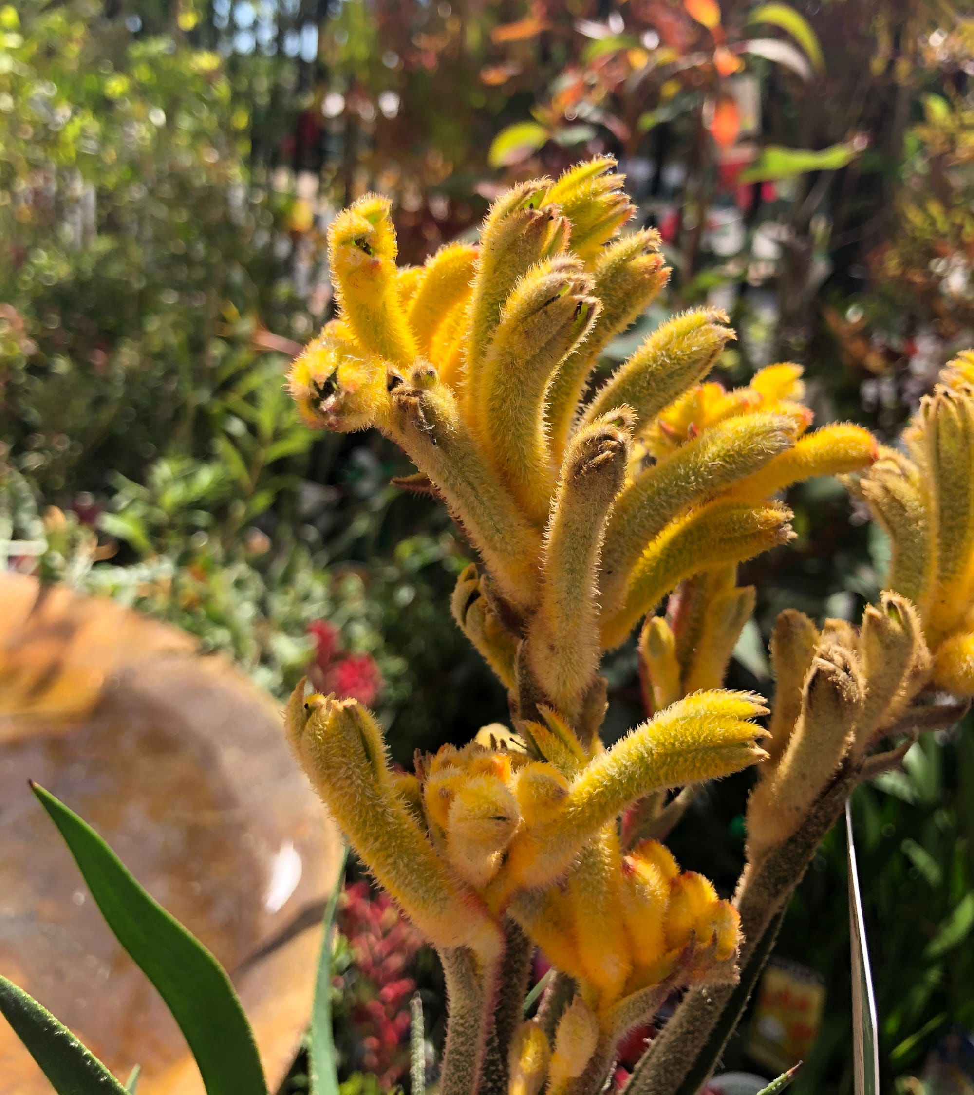 Kontinent maskine krabbe Growing Indoor Kangaroo Paws!