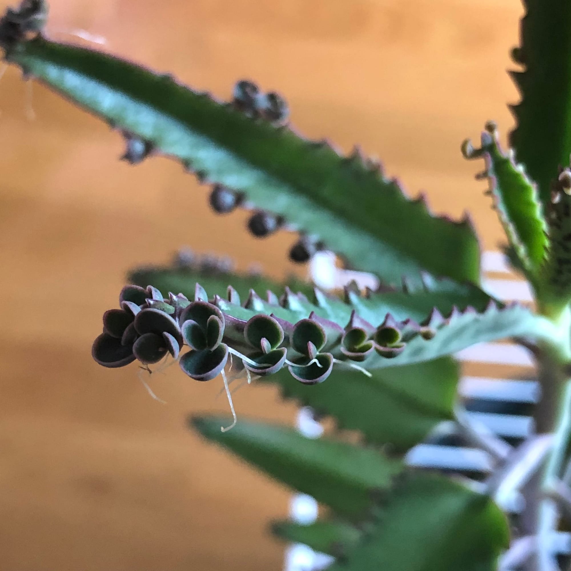 mother of millions care guide!