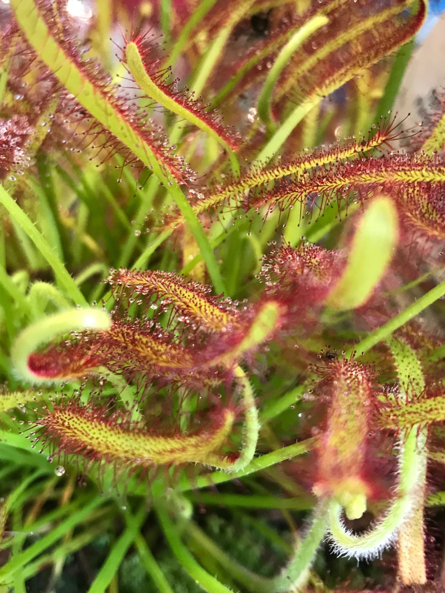 How Do Sundew Plants Work