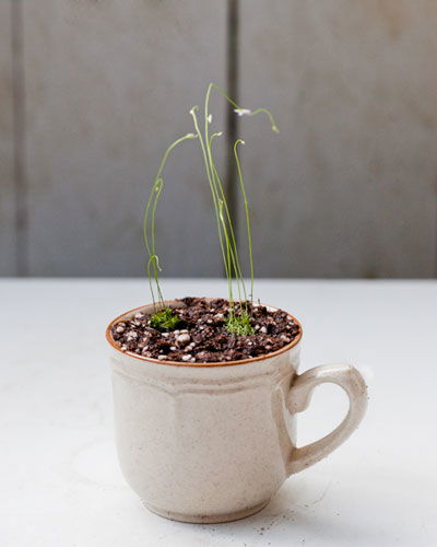 Utricularia - Bladderworts