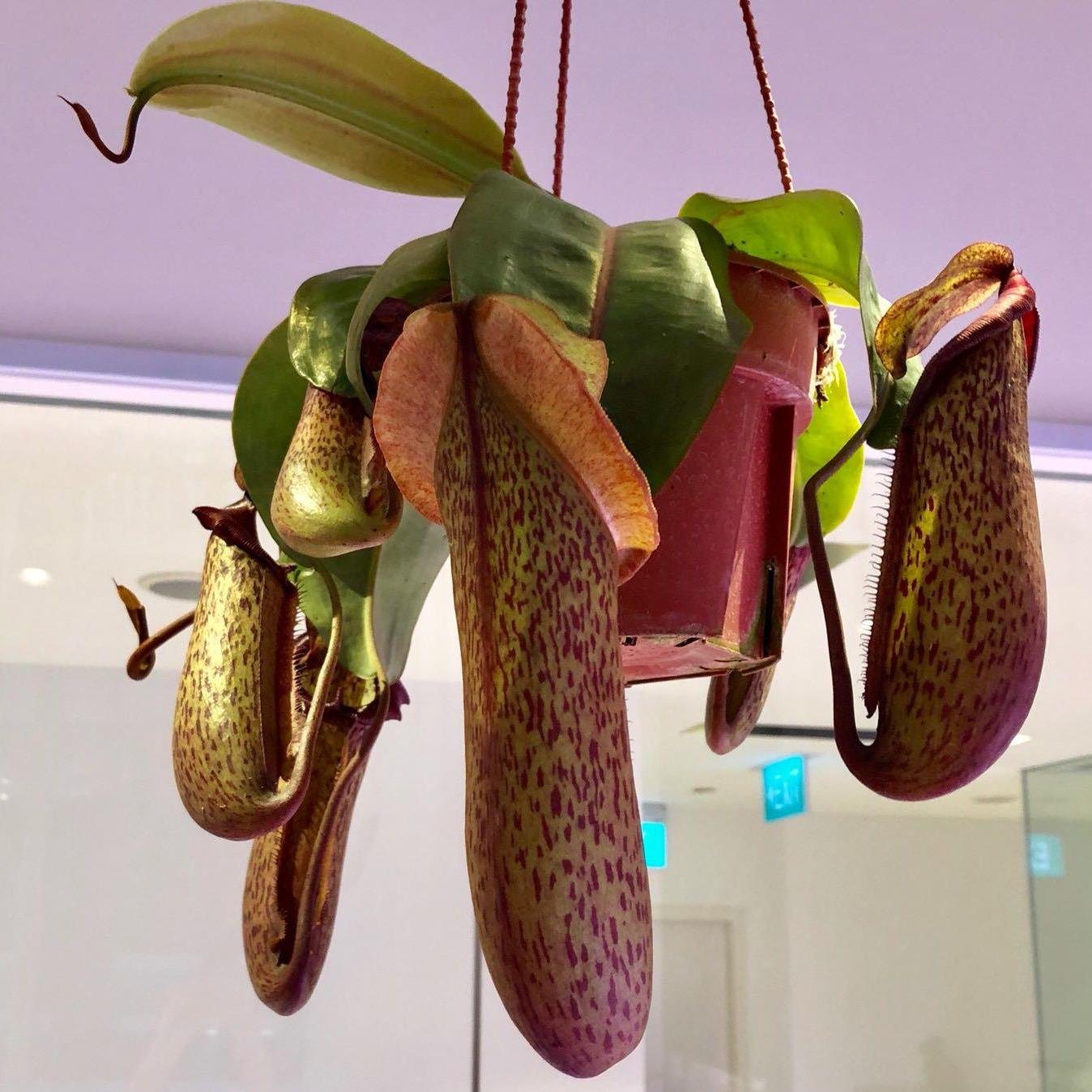 Nepenthes - Monkey Cup Plants