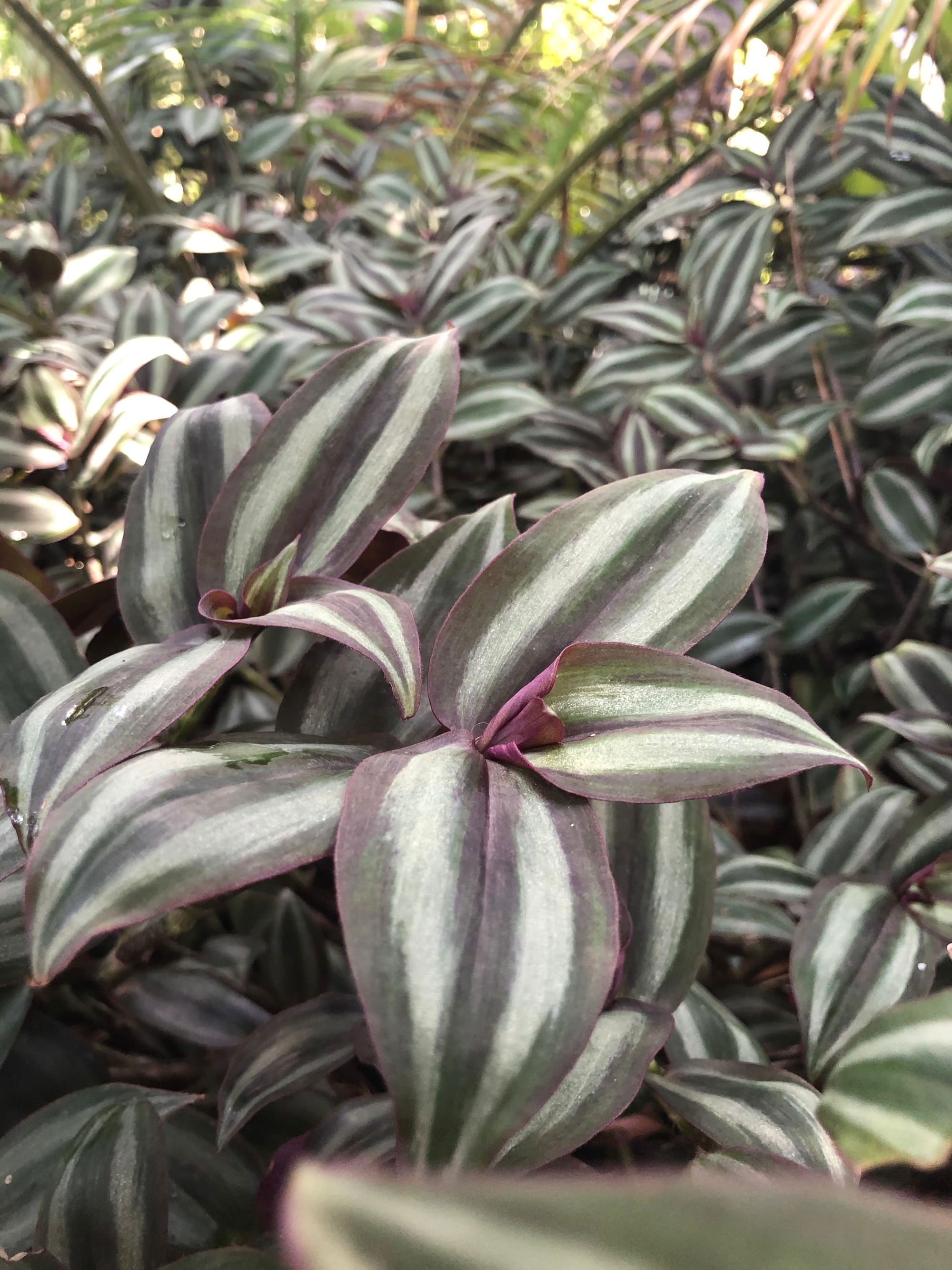 Wandering Jew / Inch Plant / Zebrina - Tradescantia