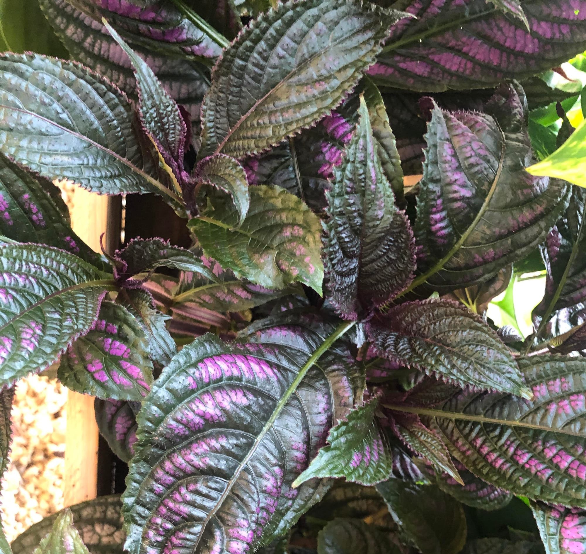The ULTIMATE Guide for Persian Shields Strobilanthes