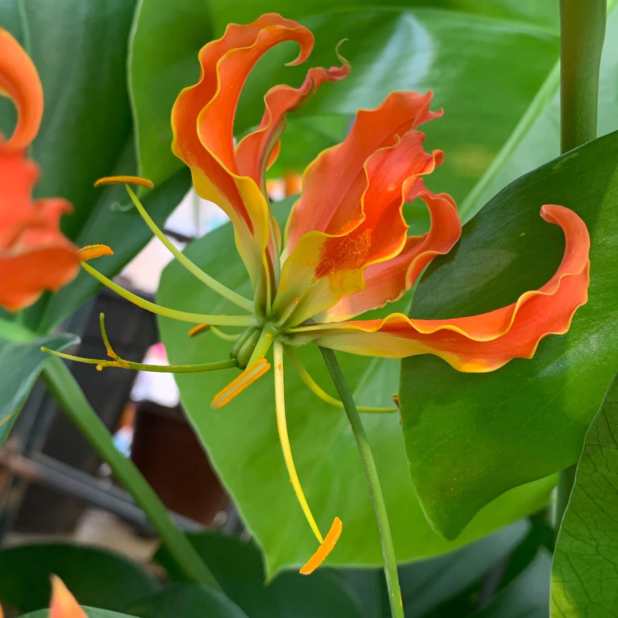 Gloriosa - Fire Lilies
