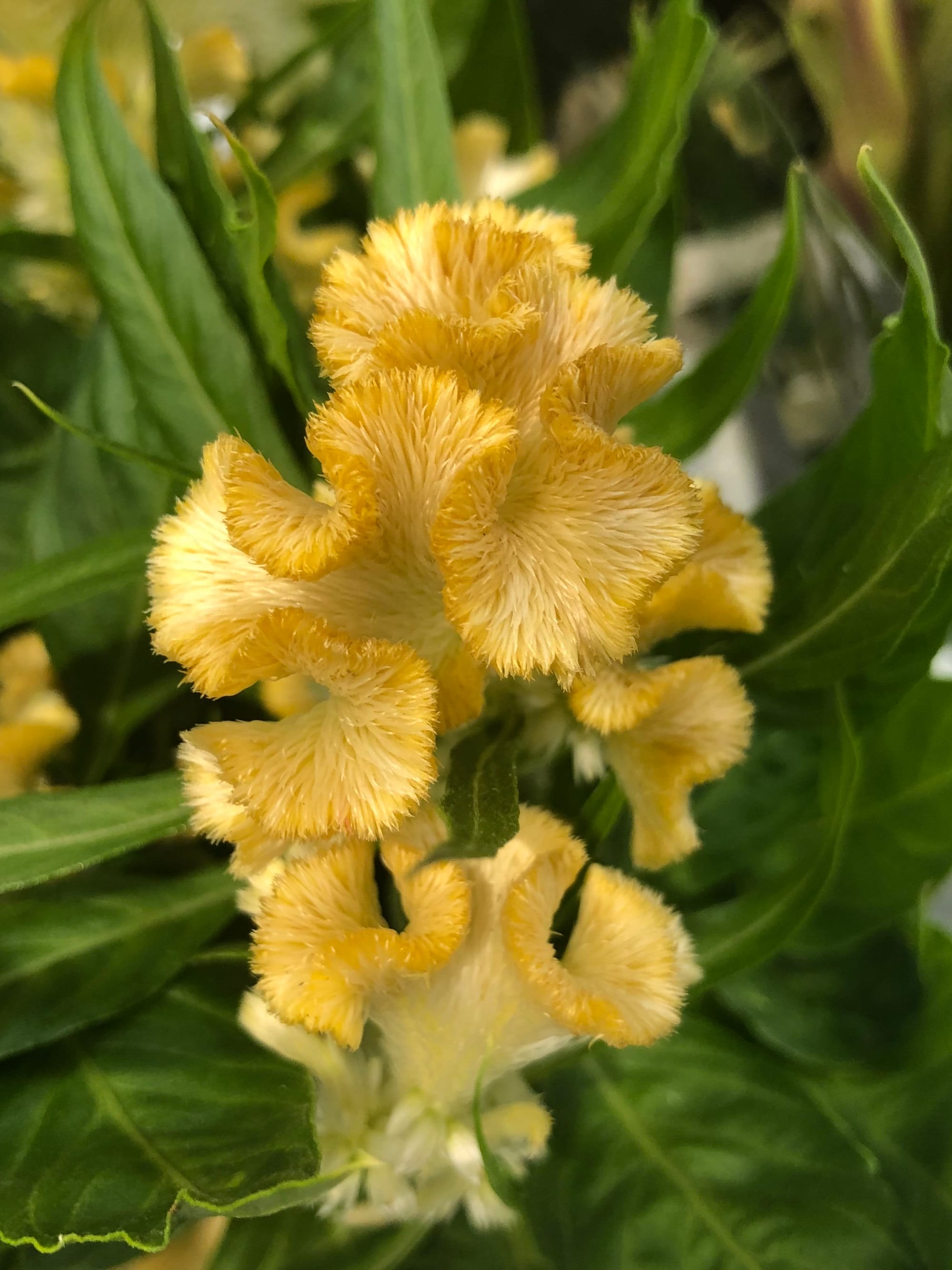 How To Grow Healthy Indoor Celosia Cockscomb