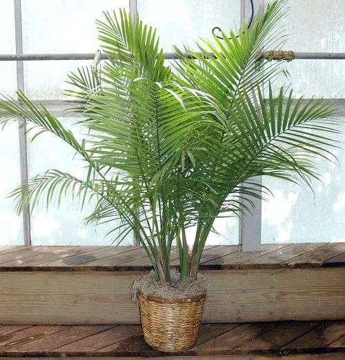 Majesty Palms - Ravenea Rivularis