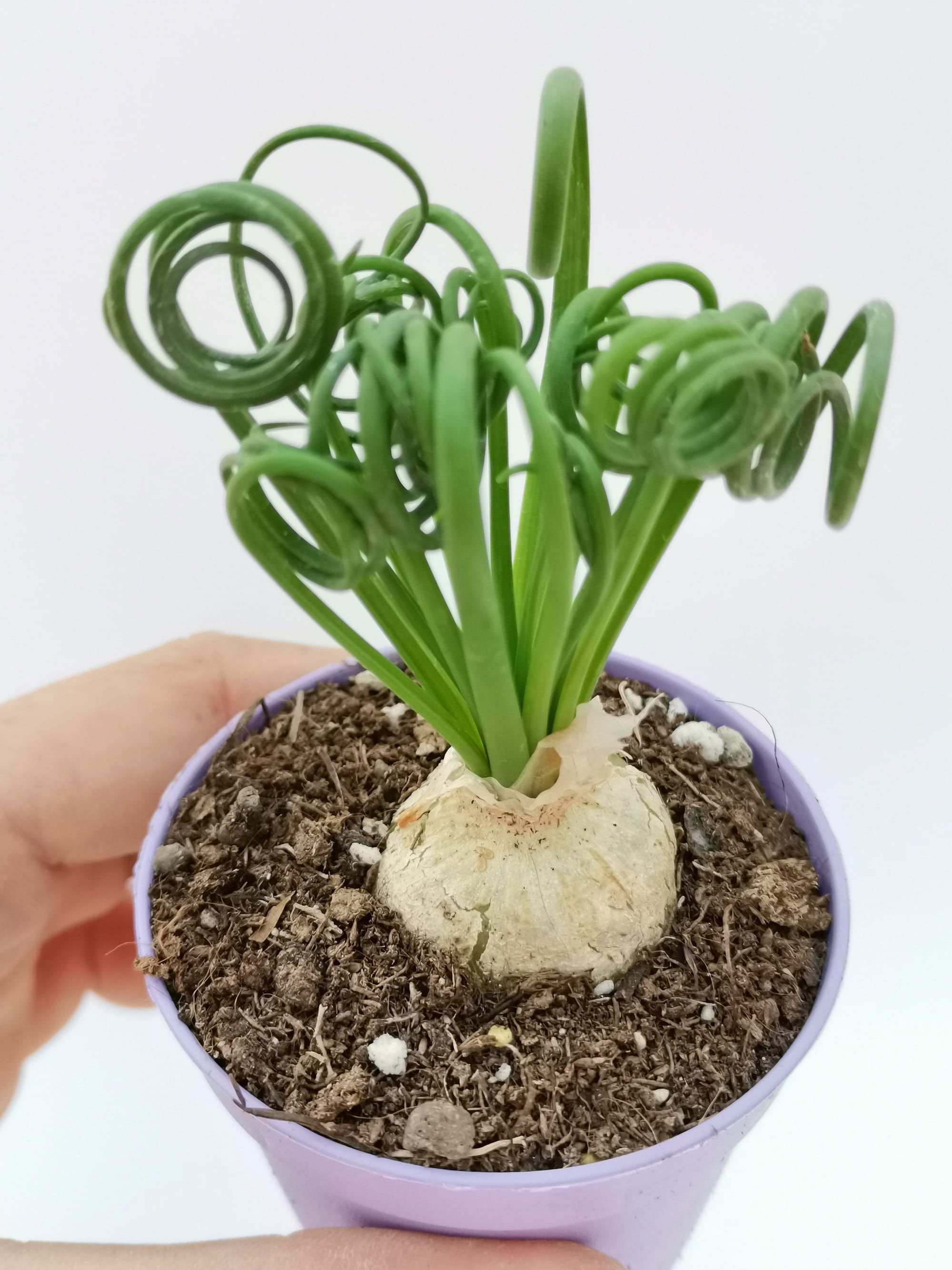 albuca